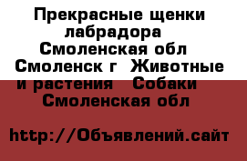 Прекрасные щенки лабрадора - Смоленская обл., Смоленск г. Животные и растения » Собаки   . Смоленская обл.